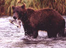 Holbrook and Bear 