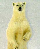 Bear Winkle