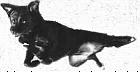 Dogbone 